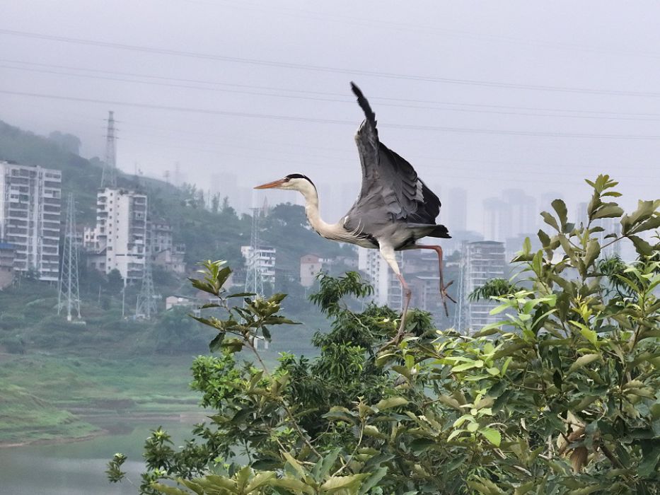 城里生态好 苍鹭来安家