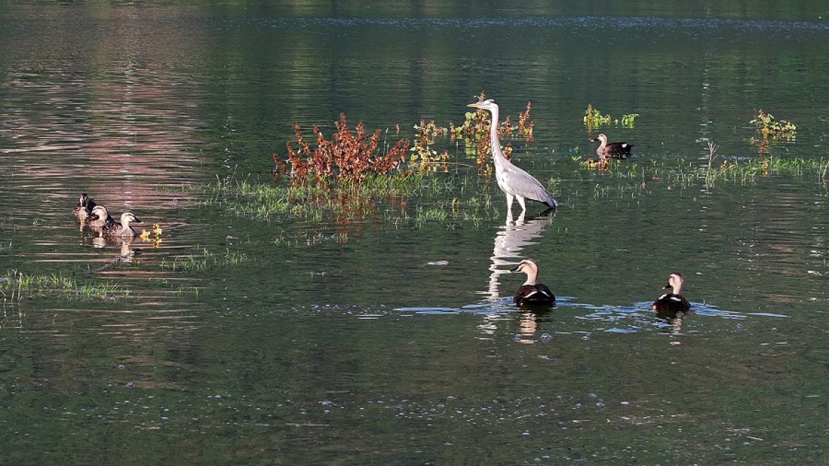 长江支流水鸟翔集
