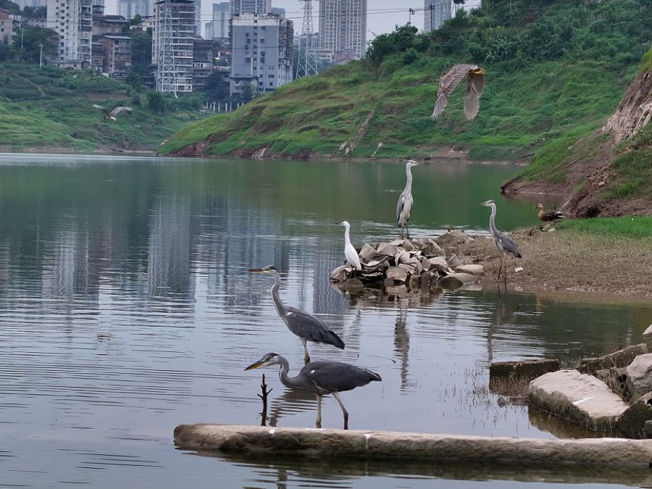城里生态好 苍鹭来安家
