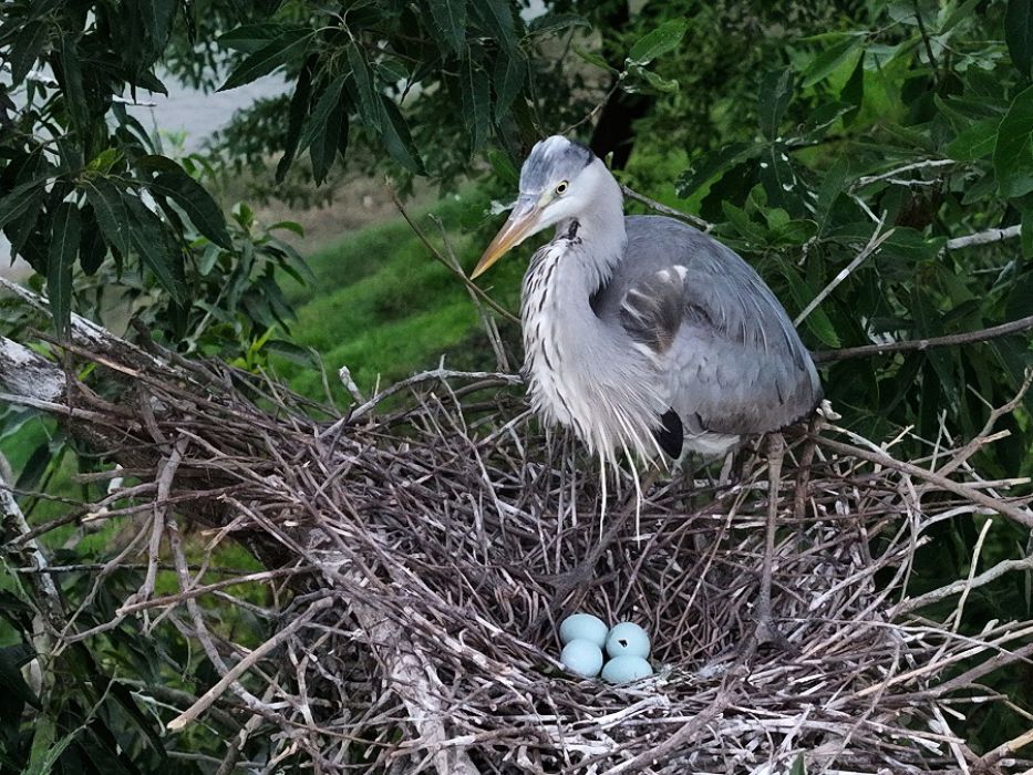 城里生态好 苍鹭来安家