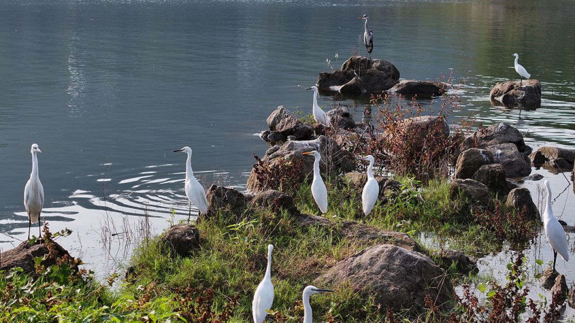 长江支流水鸟翔集