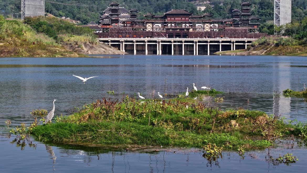 长江支流水鸟翔集