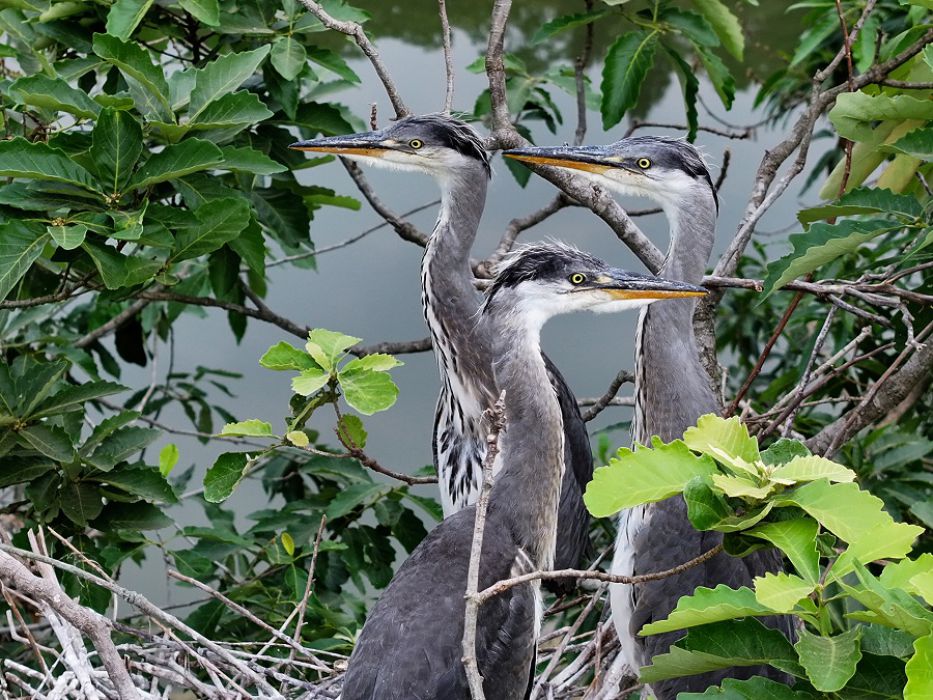 城里生态好 苍鹭来安家