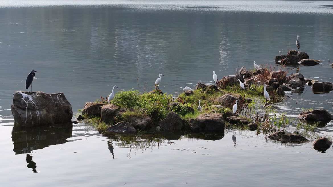 长江支流水鸟翔集