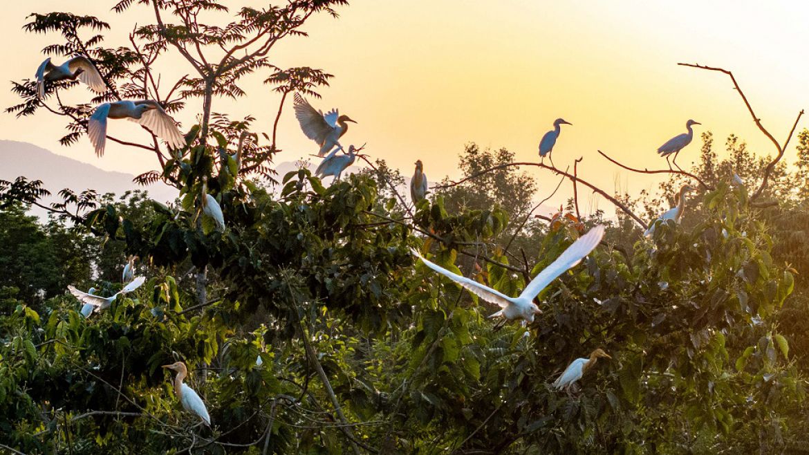 长江之畔白鹭飞