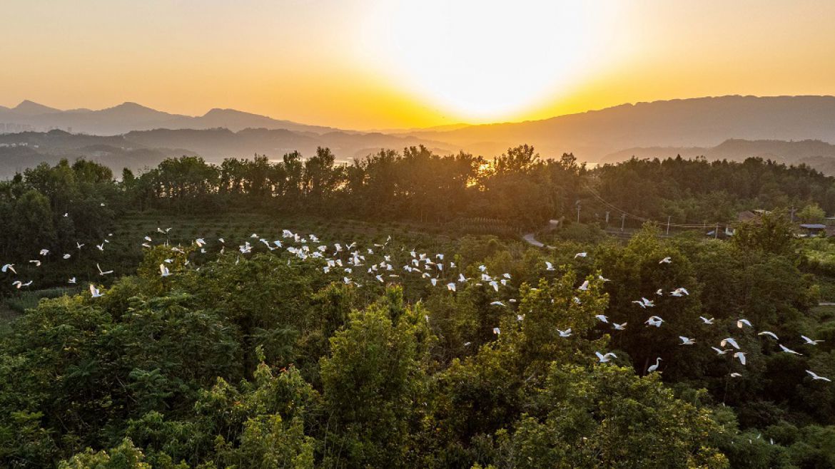 长江之畔白鹭飞