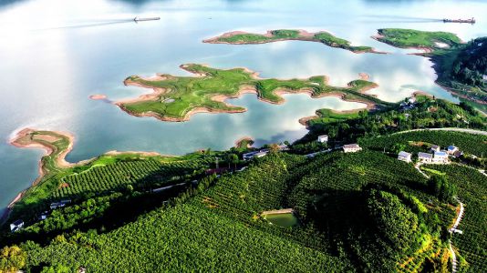 荒山变“金山” “秃斑”变绿洲