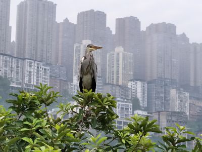 城里生态好 苍鹭来安家