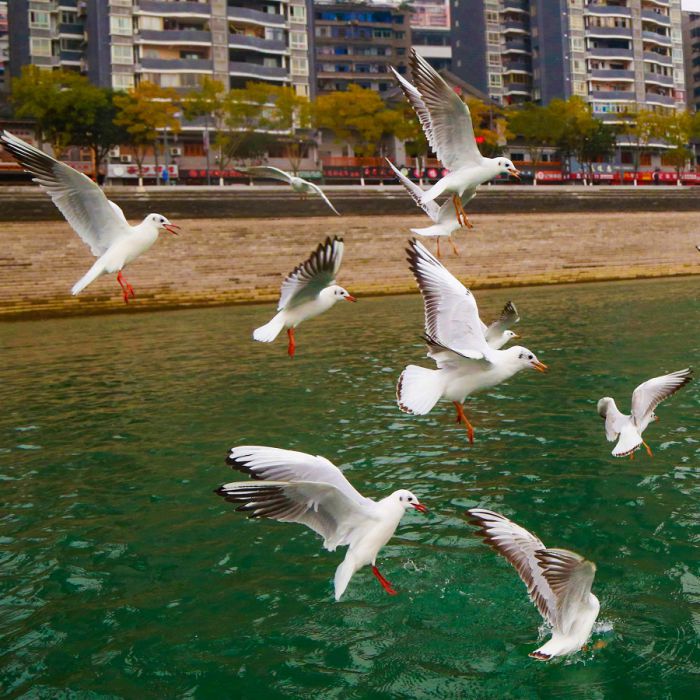 忠州水好鸟来栖