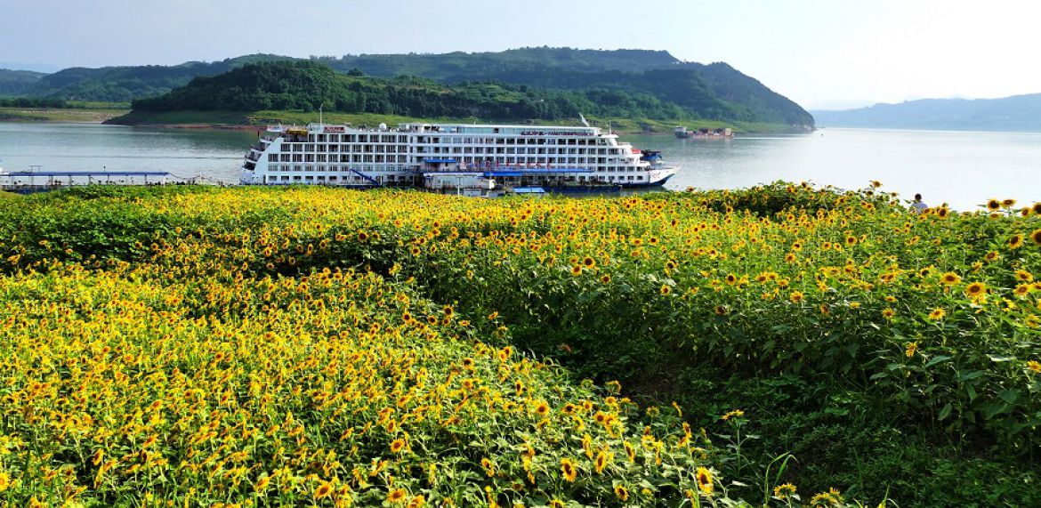 码头盛开向阳花