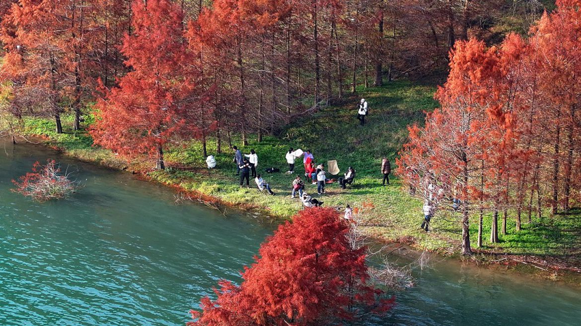 码头盛开向阳花