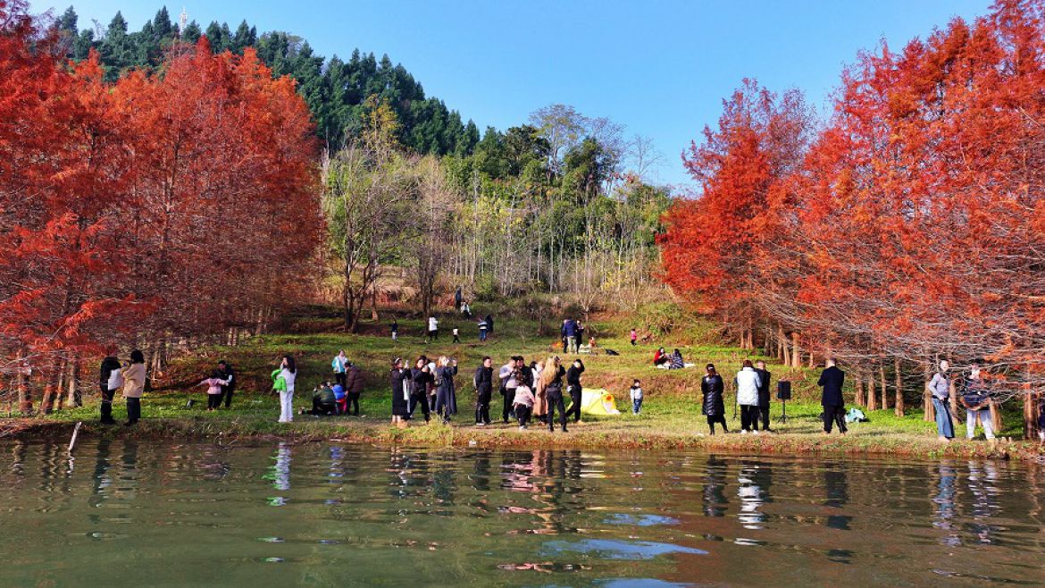 码头盛开向阳花