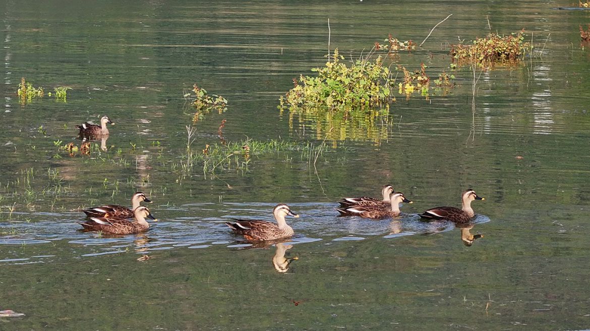 长江支流水鸟翔集