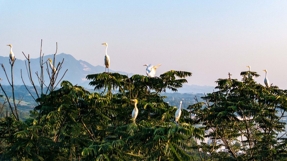 长江之畔白鹭飞