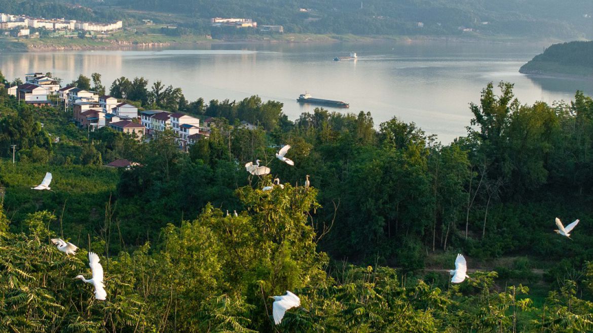 长江之畔白鹭飞