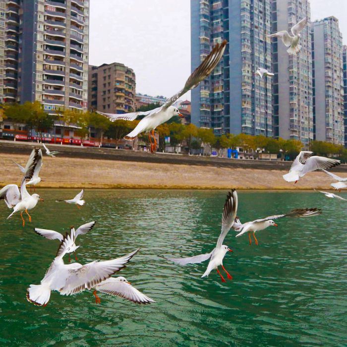 忠州水好鸟来栖