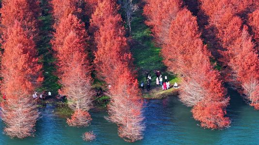 码头盛开向阳花