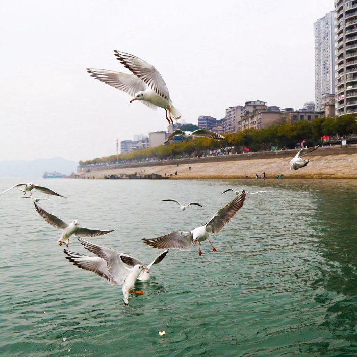 忠州水好鸟来栖