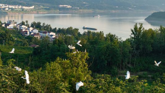 长江之畔白鹭飞