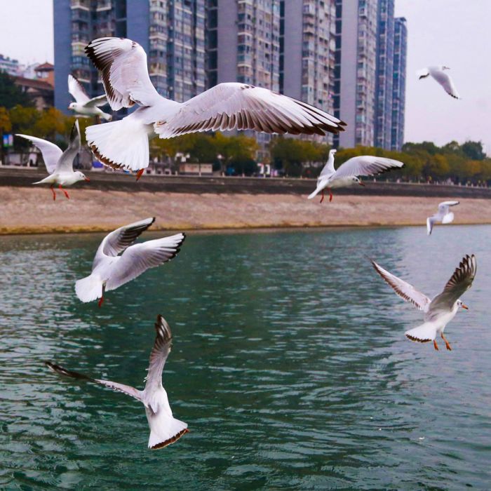 忠州水好鸟来栖