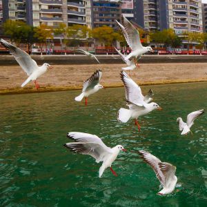 忠州水好鸟来栖
