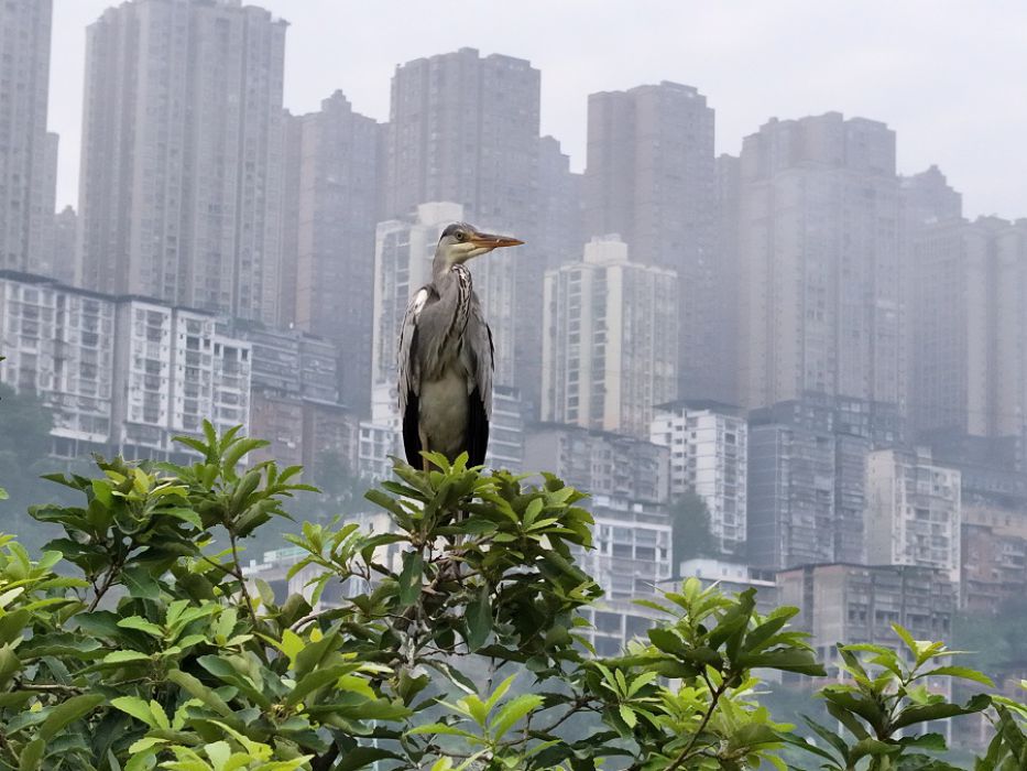 城里生态好 苍鹭来安家