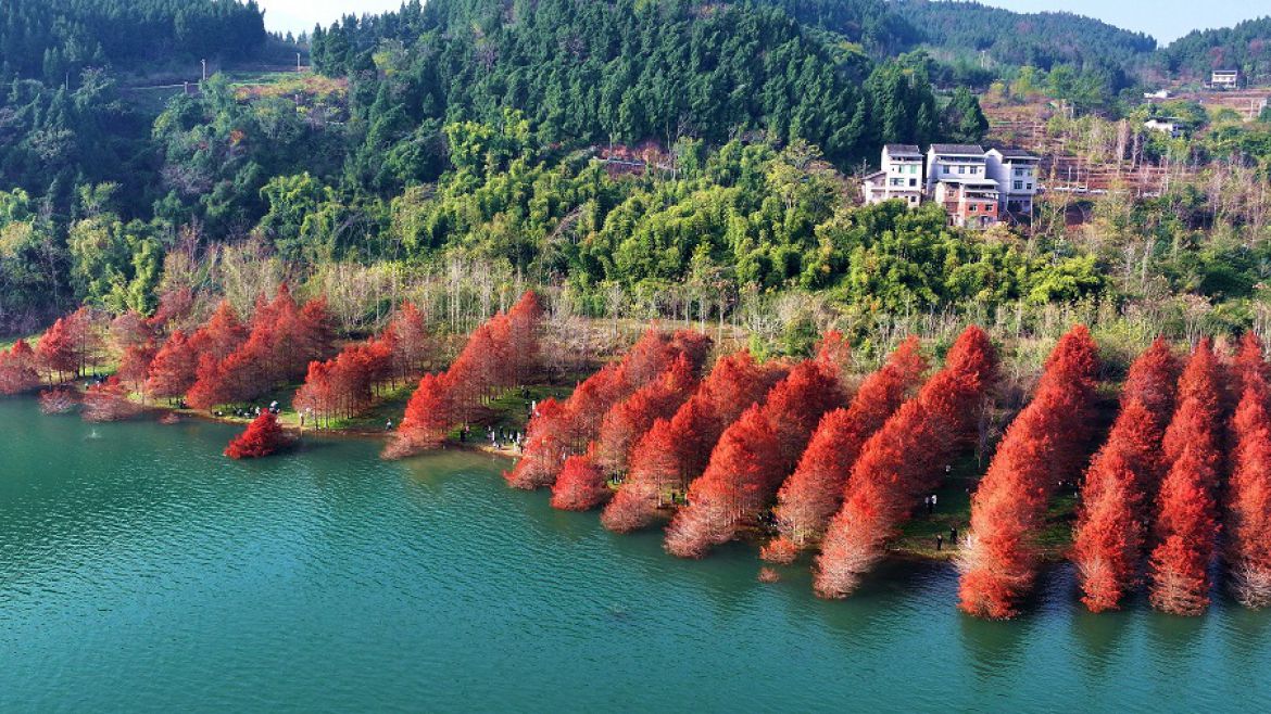 码头盛开向阳花