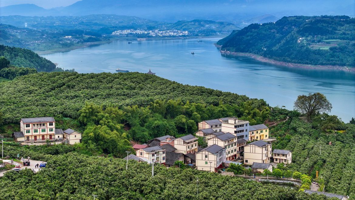 花果同枝映碧江