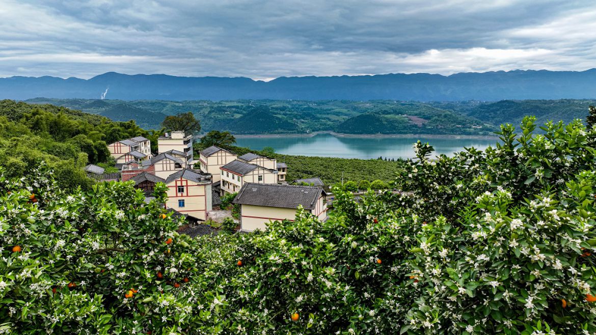 花果同枝映碧江