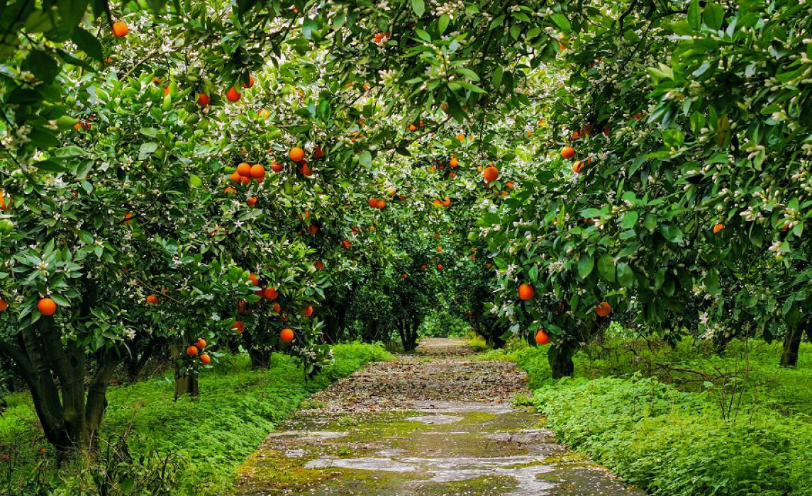 花果同枝映碧江