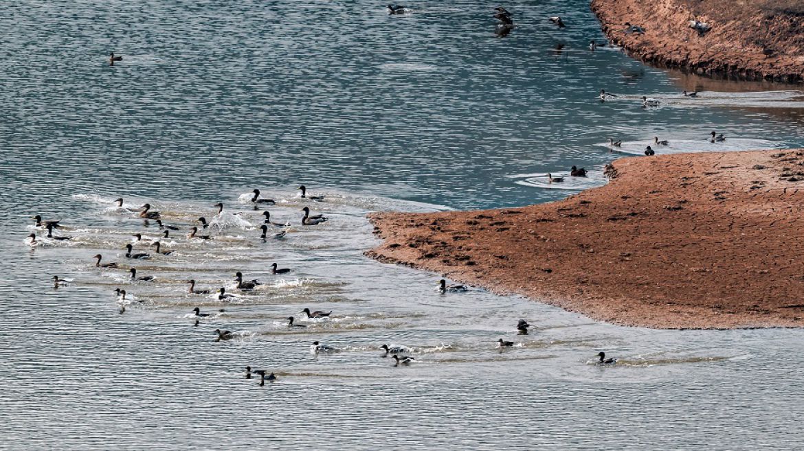 李家沟水库欢快的野鸭子