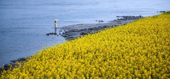 江畔花漾·风吻春颜