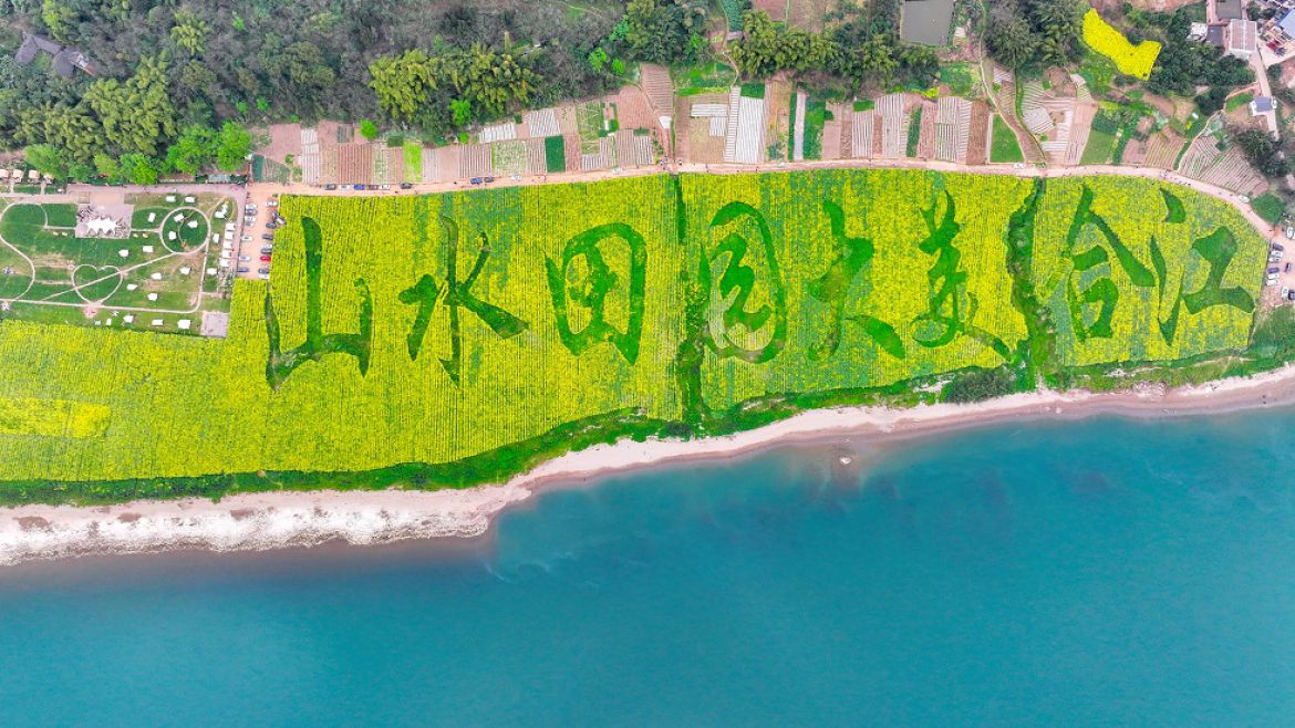 合江花田，长江作伴