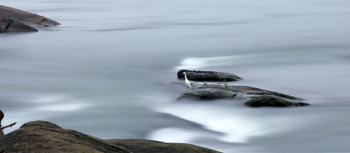 江澜同脉.羽翼共栖