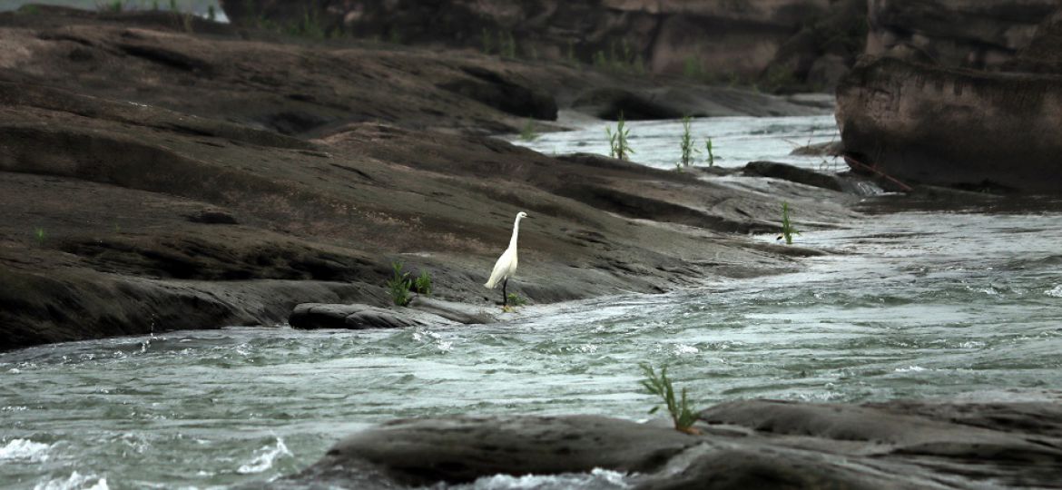 江澜同脉.羽翼共栖